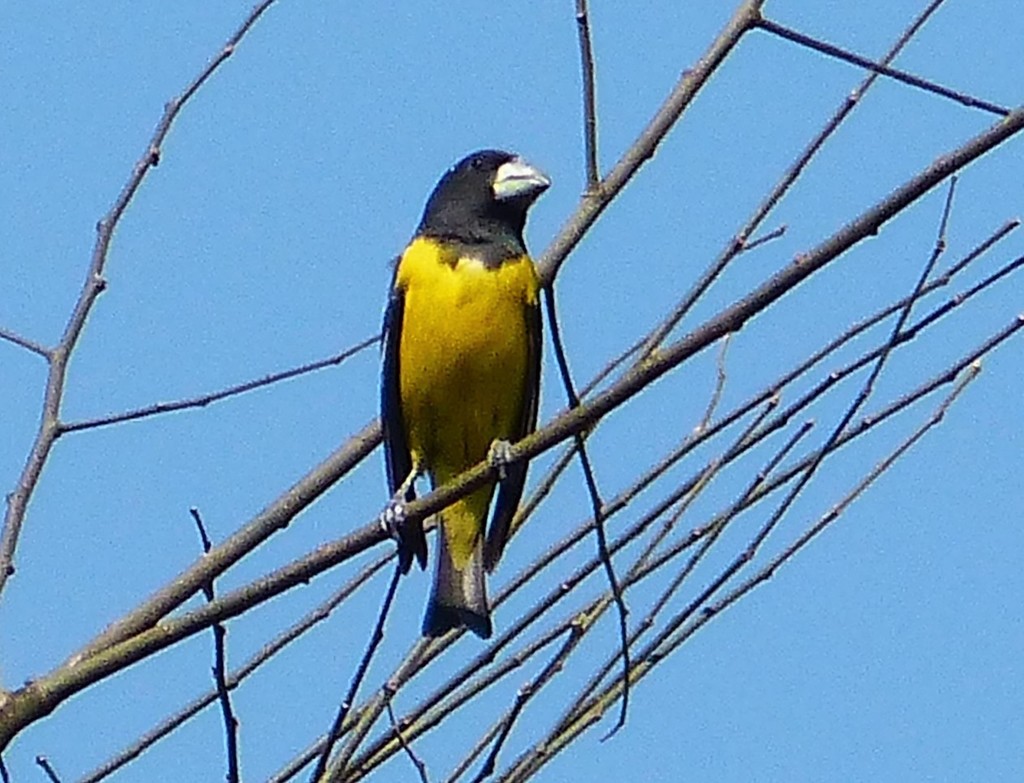 Spot-winged Grosbeak (Mycerobas melanozanthos) photo
