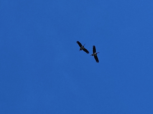 Black Stork