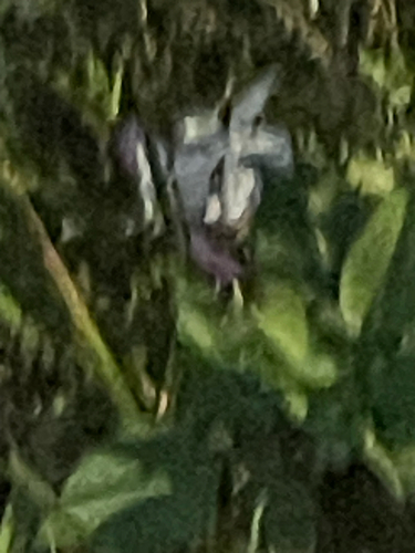 Madagascar Periwinkle