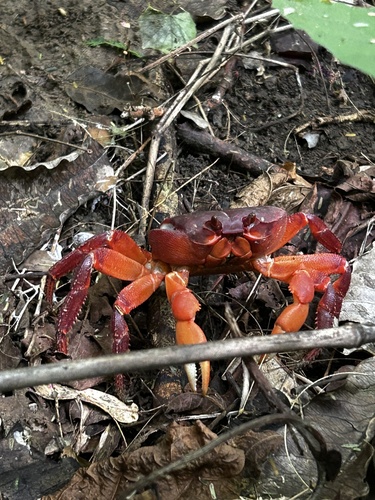 East Pacific Land Crab (Johngarthia planata)