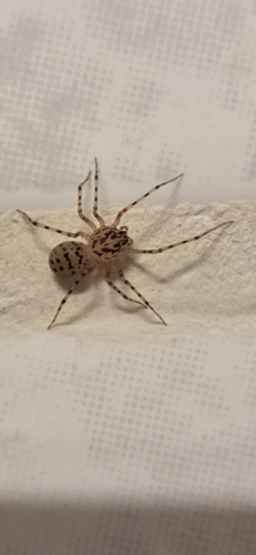 Common Spitting Spider