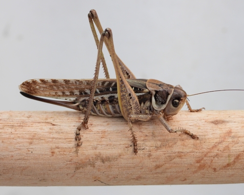 White-faced Bush-cricket