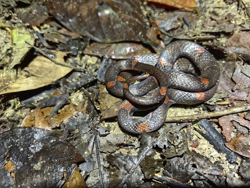 Barred Kukri Snake