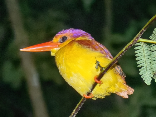 Rufous-backed Dwarf Kingfisher