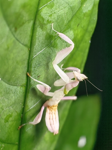 Orchid Mantis