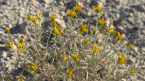 Rubber Rabbitbrush