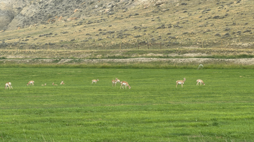 Pronghorn