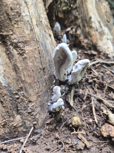 Xylaria poitei (Xylaria poitei)