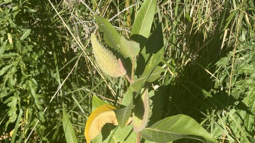 showy milkweed