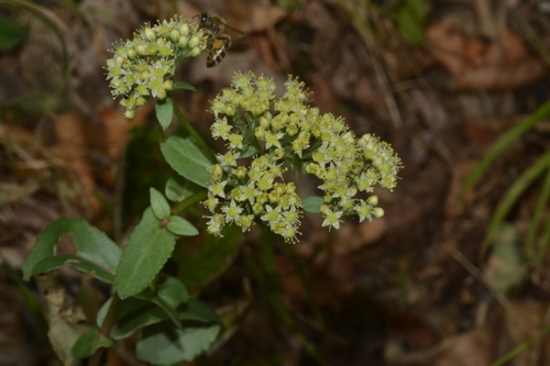 Great Stonecrop