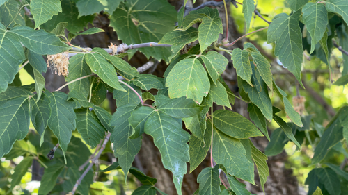 box elder
