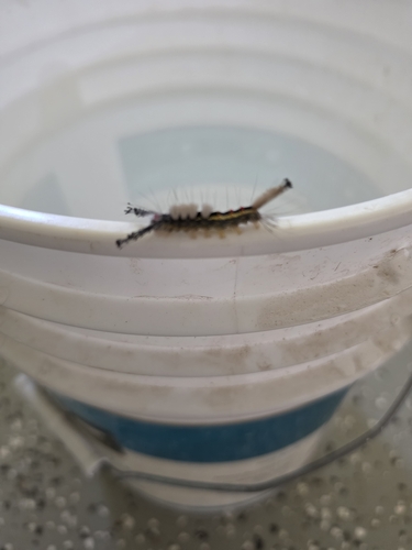 White-marked Tussock Moth