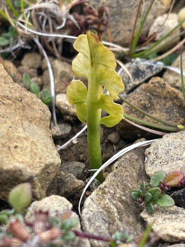 common moonwort