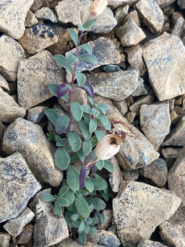 Sea Campion