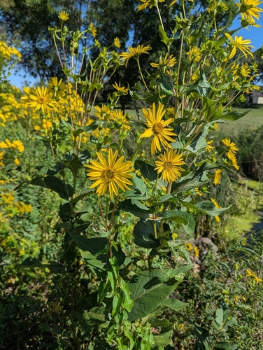 cup plant