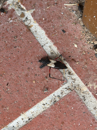 Eastern White-winged Assassin