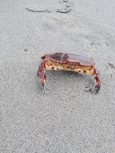 Edible Crab