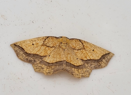 Bordered Beauty