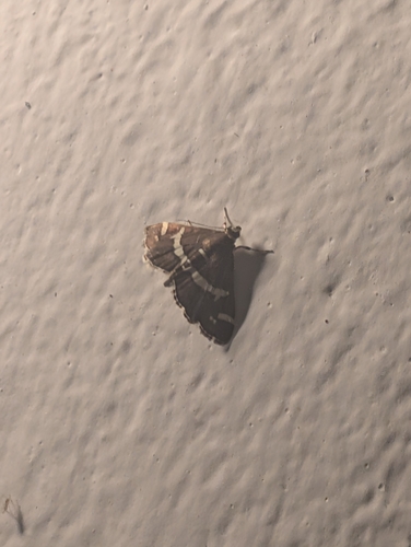 Hawaiian Beet Webworm Moth