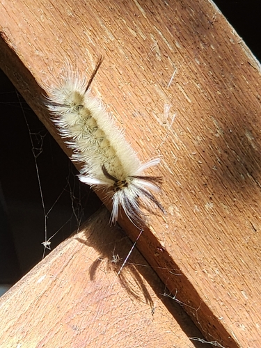 Banded Tussock Moth