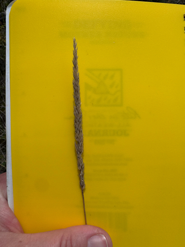 Prairie Junegrass