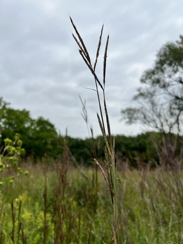 big bluestem