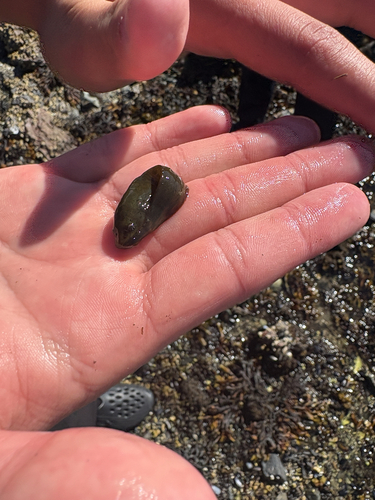 Tidepool Snailfish