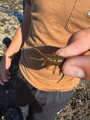 Rockweed isopod