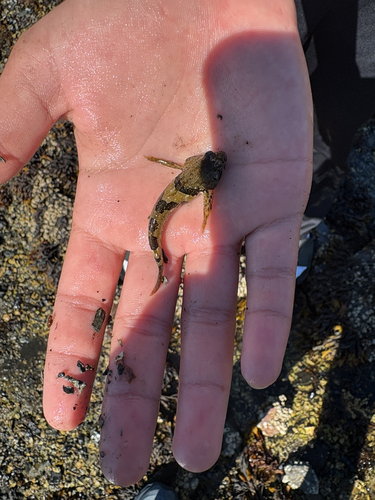 Tidepool Sculpin