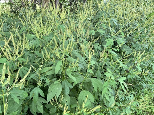 giant ragweed