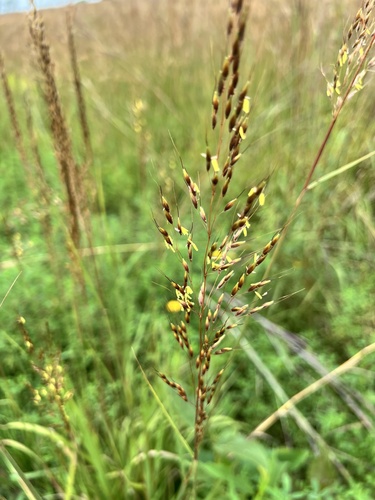 Indiangrass