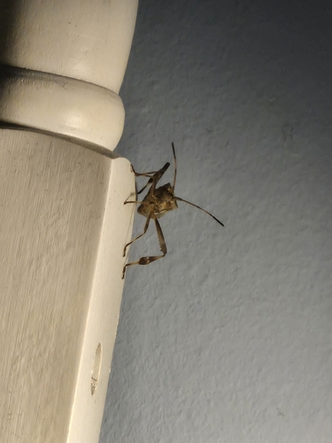 Western Conifer Seed Bug