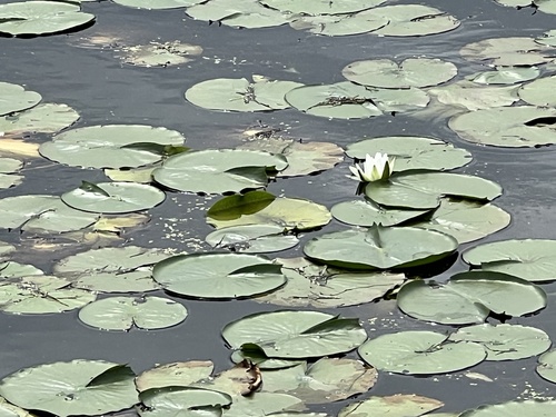 American white waterlily