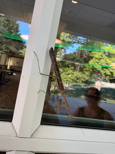 Carolina Mantis
