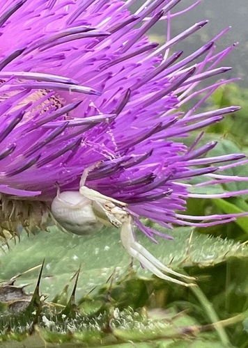 White-banded Crab Spider
