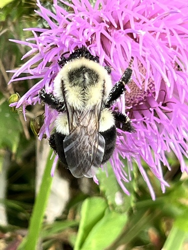 Common Eastern Bumble Bee