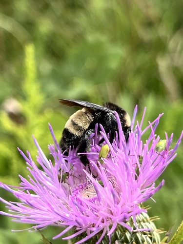 American Bumble Bee