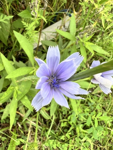 chicory