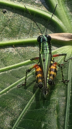 Suriname Grasshopper