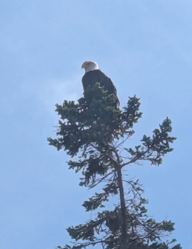 Bald Eagle