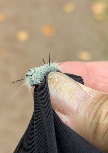 Hickory Tussock Moth