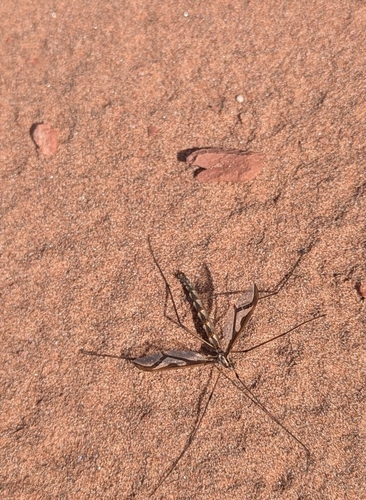 Giant Eastern Crane Fly