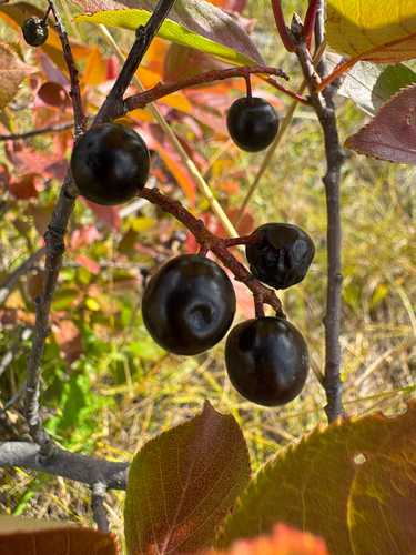 chokecherry