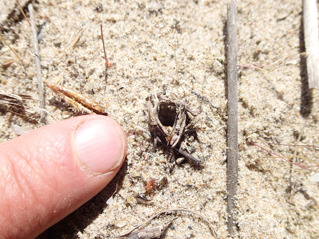 Burrowing wolf spiders from erie county pa usa on may 13 2020 at 10 