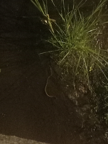 Viperine Snake