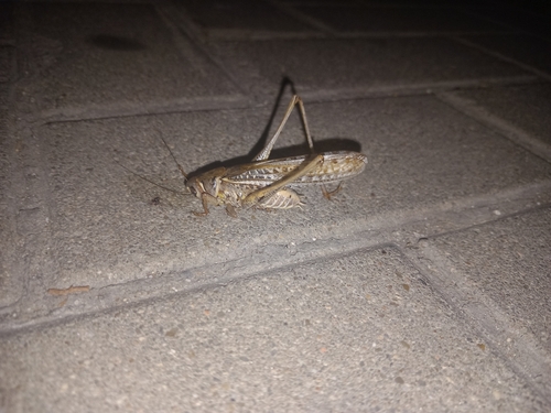 White-faced Bush-cricket