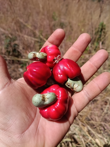 cashew