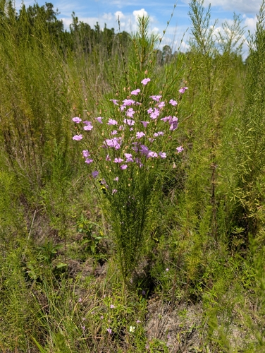 Beach False Foxglove