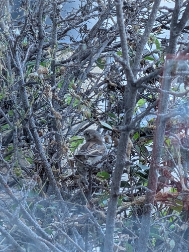 House Sparrow