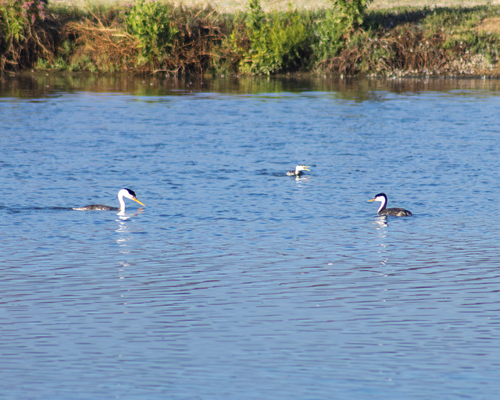 iNaturalist observation photo of Clark's Grebe